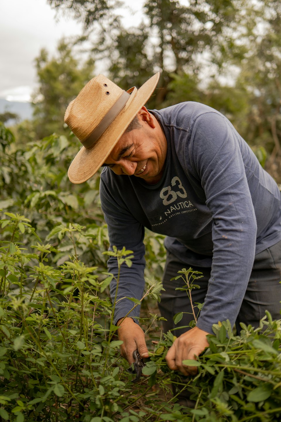 Man in straw hat pruning plants in an agricultural field.