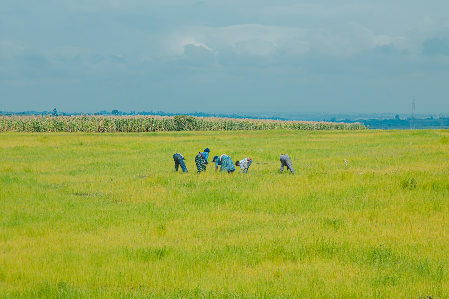 Five farmers tending to crops in a large agricultural field.