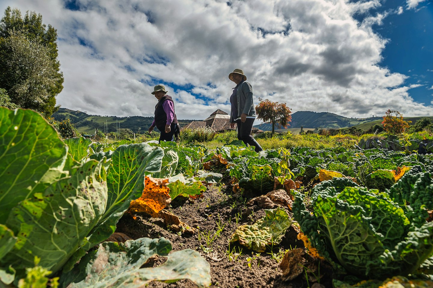 Two farmers walk through rows of green leafy plants.