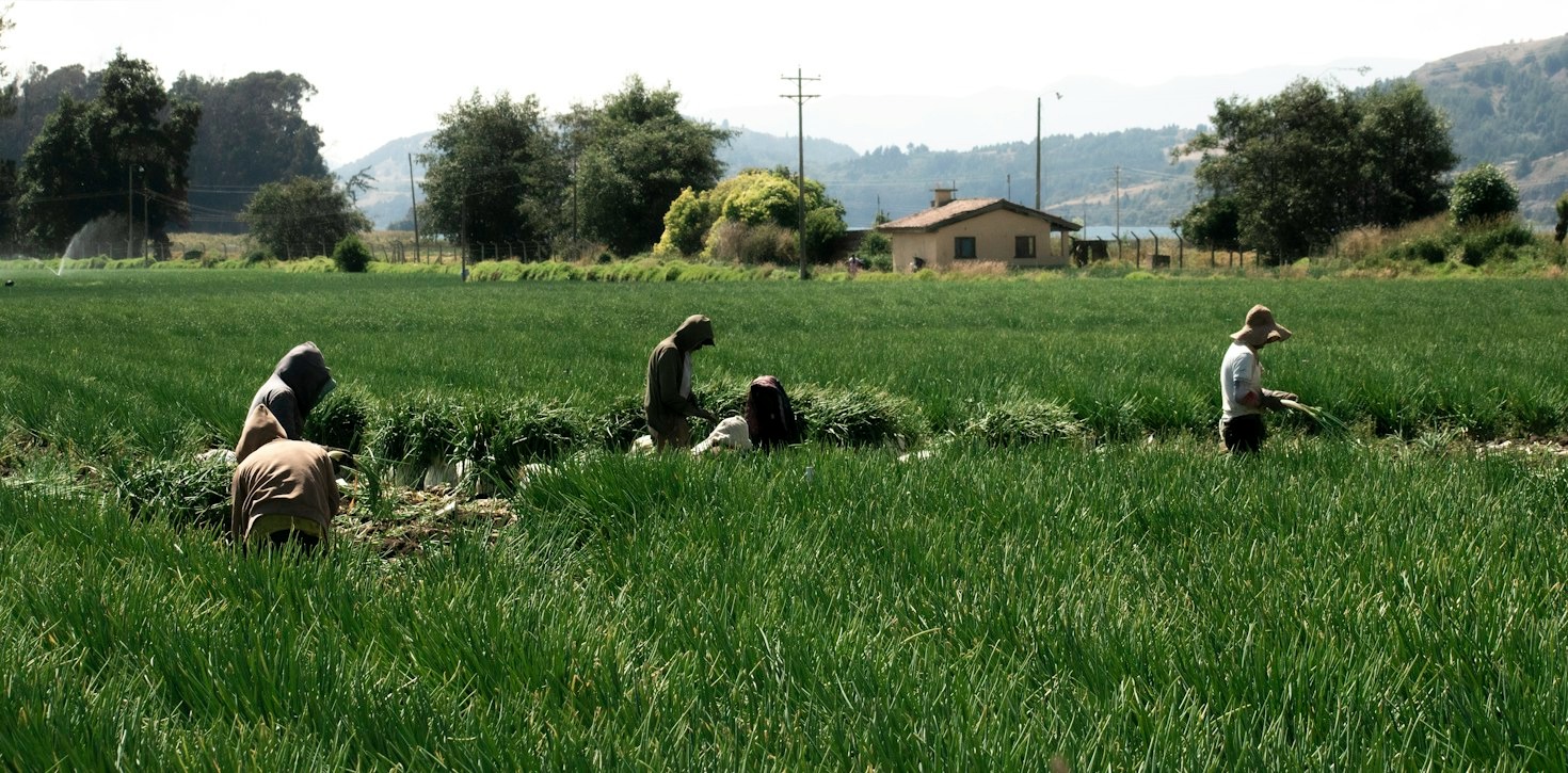 A Importância da Assistência Técnica Contínua na Agricultura Familiar
